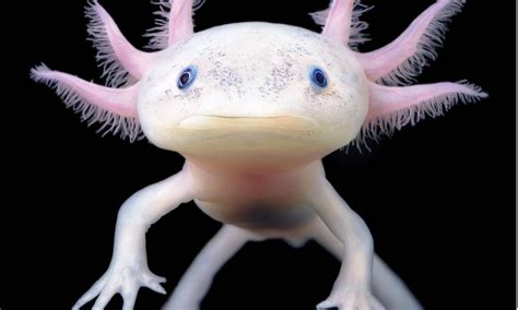 Meet The Peter Pan Of Salamanders The Axolotl Magazine Articles