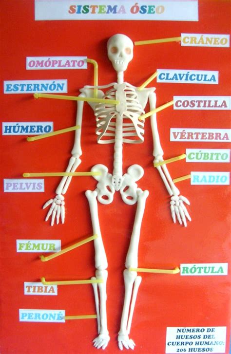 El ser humano es un organismo complejo que cuenta con una gran cantidad y variedad de partes que le otorgan la capacidad de interactuar con el ambiente que le rodea, entre ellas se encuentra el esqueleto humano o, como también se le suele denominar en repetidas ocasiones, el sistema óseo o sistema esquelético ¿Cómo hacer una maqueta del esqueleto humano? - Esqueleto humano