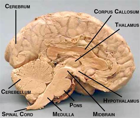 Labeled Diagram Of Brain Midsagittal View Diigo Groups Brain