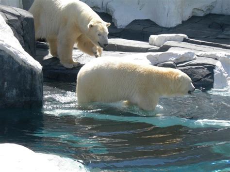Polar Bear Dies Of A Broken Heart After Seaworld Shipped Off Best