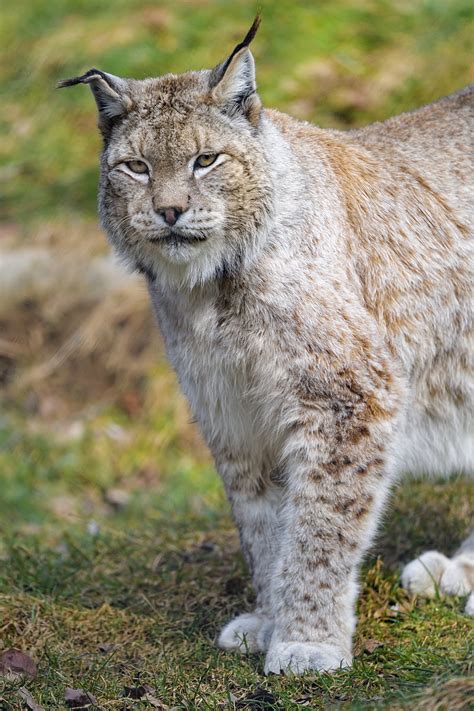 Lynx Predator Animal Big Cat Wildlife Hd Phone Wallpaper Peakpx