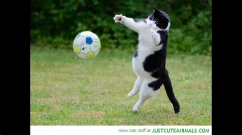 Cats Playing Football Kitten Plays Football Funny Cats And Cute Kitten
