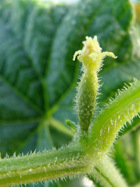 Annie uses miracle blue in both cacti , and, boomer subs. Growing Cucumbers - Bonnie Plants