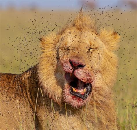 A Lion Swarmed With Flies I Think I Need Some Floss Smithsonian