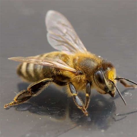 The Fascinating Role Of The Worker Bee