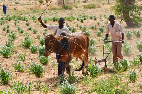 Nigerdiaspora Zindercampagne Agricole 2019 90 Des Villages