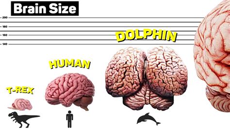 Brain Size Comparison Biggest Brain In The World Youtube