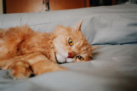 Cat Is Going To Sleep In The Evening Stock Photo Image Of Pretty