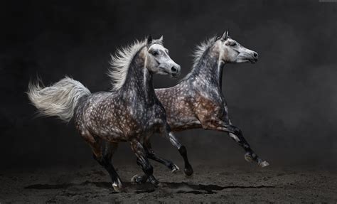 Gallop Hd Wallpapers