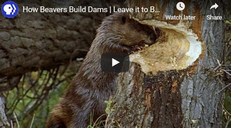 How Beavers Build Dams Beaver Dam Beautiful Creatures