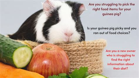 What Can Guinea Pigs Eat And Not Eat List Guinea Pig Food Chart