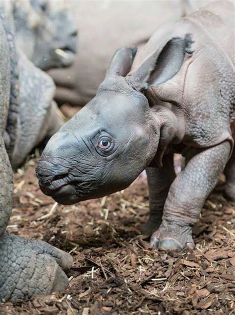 Zooborns With The Birth Of An Indian Rhino Zoo Basel Tries A New