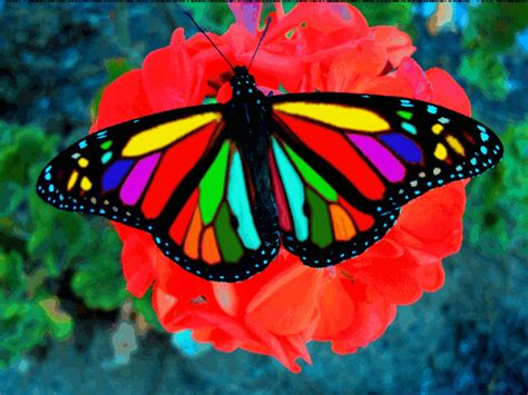 1000 Images About Butterflies On Pinterest
