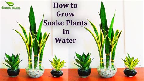 Money plant is one of the most versatile plants that can grow easily without much difficulty. Snake plants Growing in Water-Snake plants Indoor ...