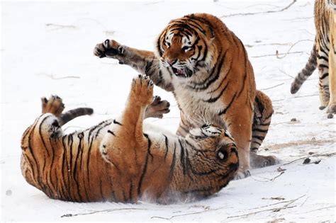 Are These Tigers Really ‘obese
