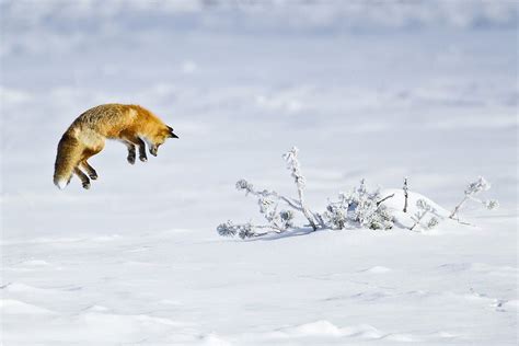 Red Fox Hunting By D Robert Franz On 500px Red Fox Fox Hunting Fox