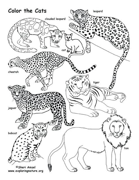 Big Cat Coloring Pages At Getdrawings Free Download