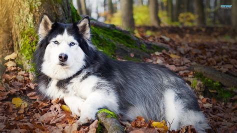 The Siberian Husky Hd Desktop Wallpaper Widescreen High Definition