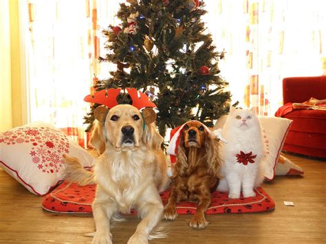 Pet Friendly Holiday Parties Are The New Crazy Therapy Pet
