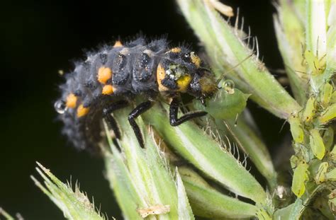 Ladybird Larva Linden Gledhill Flickr