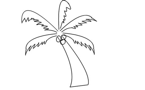 How To Draw A Coconut Tree Step By Step Coconut Tree Drawing For Kids