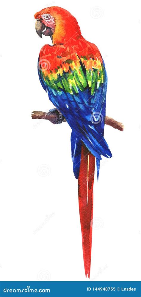 Beautiful Red Blue Green Scarlet Macaw Ara Parrot On Branch