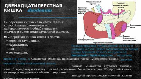 Принципы функционирования пищеварительной системы Картинка - Принципы функционирования пищеварительной системы