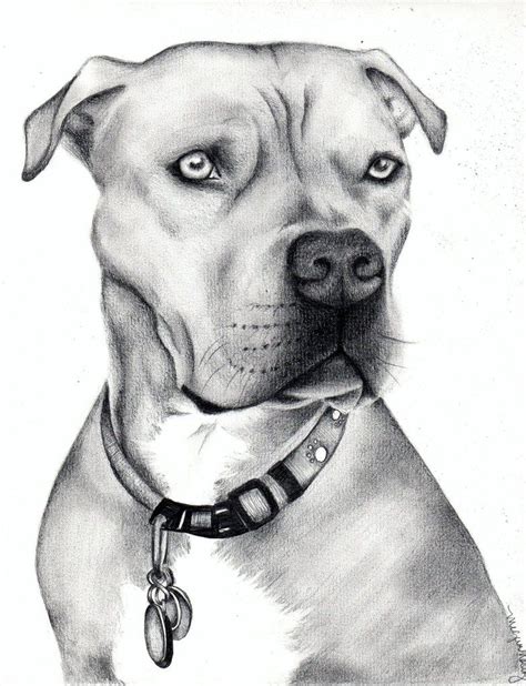 Pitbull Pitbull Drawing Animal Sketches Animal Drawings