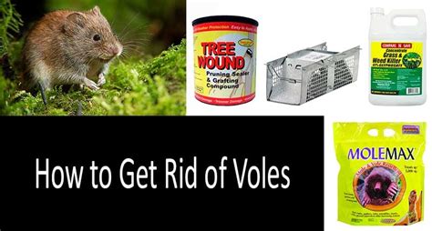 How To Get Rid Of Voles The Nine Best Vole Traps Repellents And Poisons