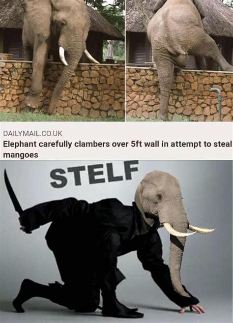 Hope They Didnt Hurt The Elephant Rmemes