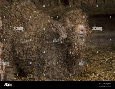 Angora Goat Reared For The Production Of Mohair Fibre Somerset Stock