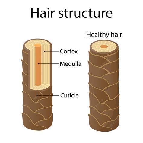 Premium Vector Hair Structure Layer Cartoon Style Illustration