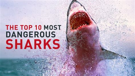Shark The Most Dangerous And Deadly Sharks In The World Youtube