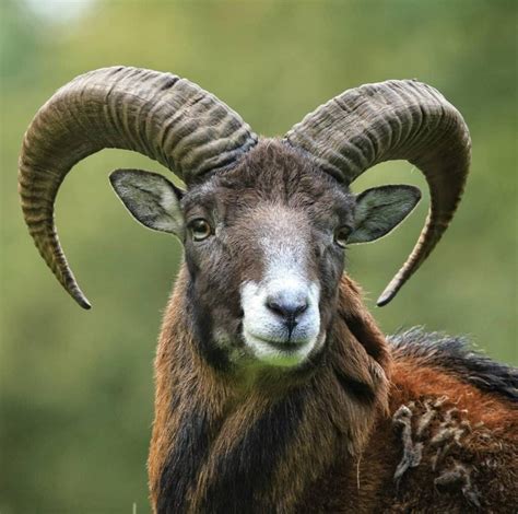 The Cypriot Mouflon Eros Cyprus