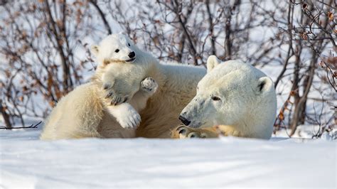 Polar Bear With Baby Bear On Snow During Winter 4k Hd Animals