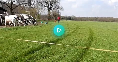 Holland Cows Jump Into The Meadow In The Spring Album On Imgur