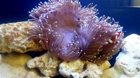 Magnificent Anemone And Mated Clownfish Day 3 Youtube