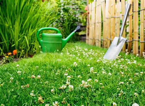 How To Plant Clovers In Existing Lawns A Quick Guide Plants Heaven