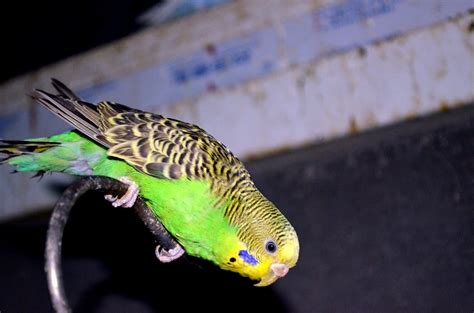 Watchful Parakeet Free Stock Photo Public Domain Pictures