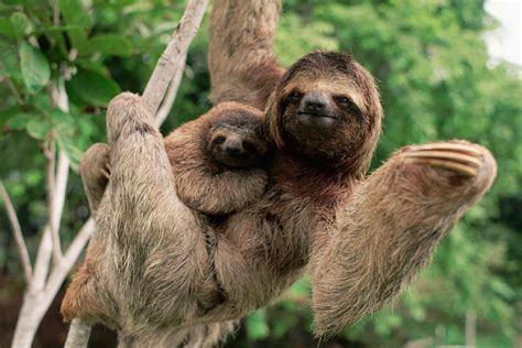 Where To See Sloths In Costa Rica