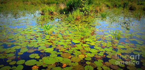 Gorham Pond Lily Pads Photograph By Susan Lafleur