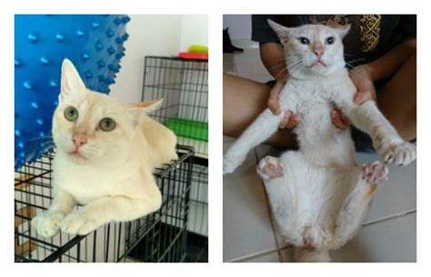 Plus you'll be helping to tackle the growing crisis of pets being. Neutering aid for 4 cats in Shah Alam (Yvonne Ng Siew Eng ...