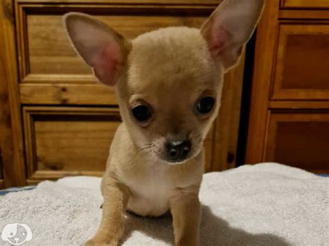 Kc Registered Chihuahua Smooth Coated Ready Now In Forfar Dd8 On