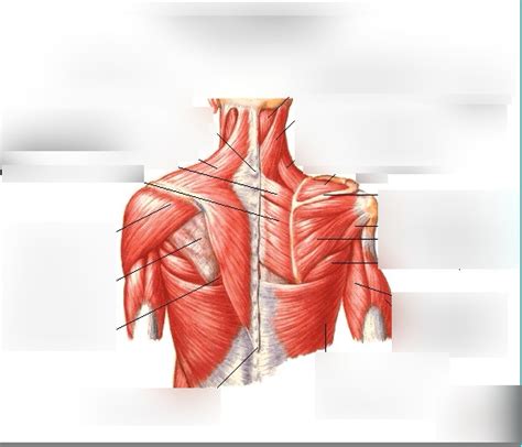 Shoulder Complex Muscles Posterior View Diagram Quizlet