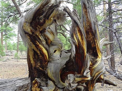 Mother nature meaning, definition, what is mother nature: Mother Nature Sculpture Photograph by Jamie Ramirez