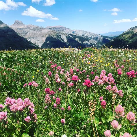 Wildflowers In Mid July On Imogene Pass Telluride Colorado Imogene