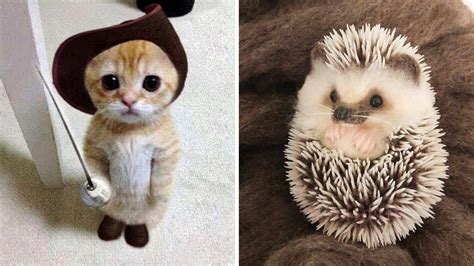 Cutest Baby Pets In The World. Cute Animals Video Compilation 2020