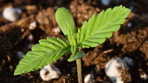 Plántulas De Marihuana Guía Completa Para Su Cuidado