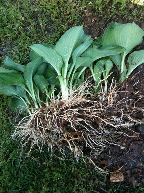 How To Thin Divide And Propagate Overgrown Hosta Plants