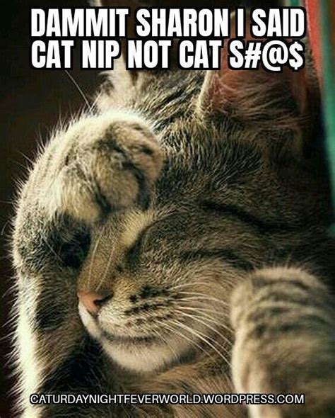 Funny Catnip Cat Meme Funny Cat Memes Funny Cat Photos Silly Cats